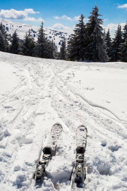 Bir çift dağ gökyüzü ve arka plandaki dağlarda taze sabah yamacı. Seçici bir odak noktası.