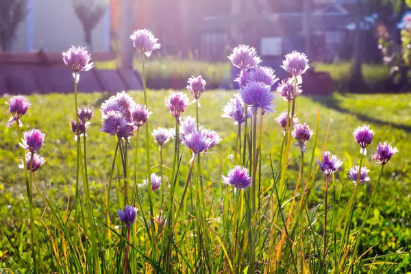 Живіть Квіти Зеленому Полі — стокове фото