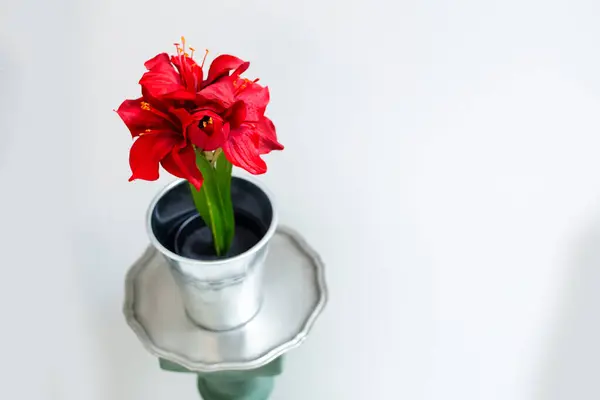 Red flowers in vase on white background.