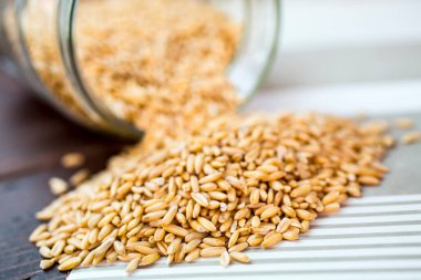 Kavanoz bardakta arpa tohumları