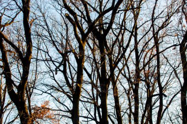 Güneşli parkta ağaçlar