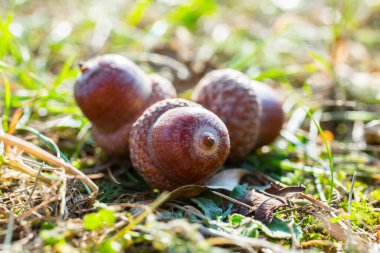 Güneşli bir günde çimlerde meşe palamudu