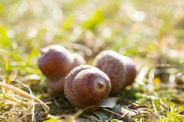 Güneşli bir günde çimlerde meşe palamudu