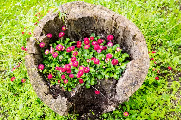Schöne Petunienblüten Wachsen Auf Einem Baumstumpf Gartendekoration — Stockfoto
