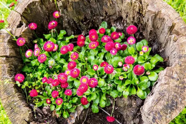 Schöne Petunienblüten Wachsen Auf Einem Baumstumpf Gartendekoration — Stockfoto
