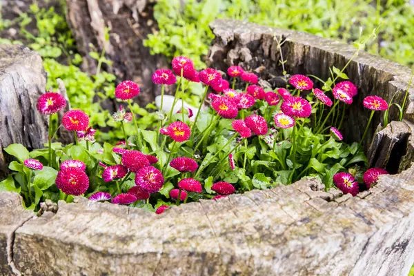 Vackra Petunia Blommor Växer Stubbe Trädgård Dekoration — Stockfoto