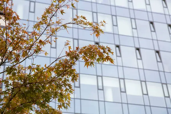 autumn leaves and a modern building
