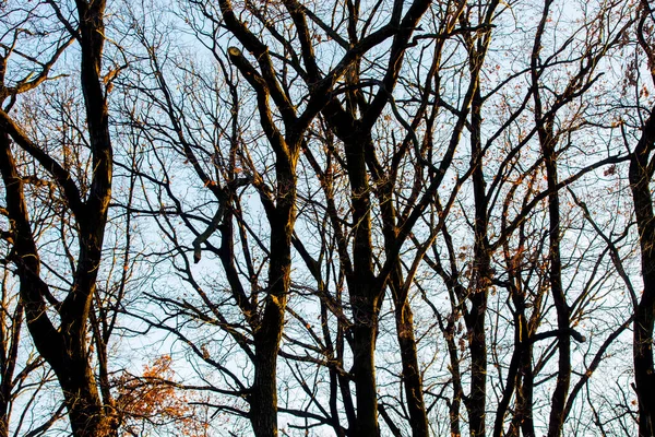 Güneşli parkta ağaçlar