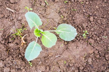 Genç lahana tarlada büyüyor.