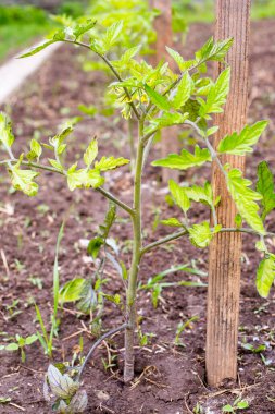 Toprakta domates yetiştiriyor.