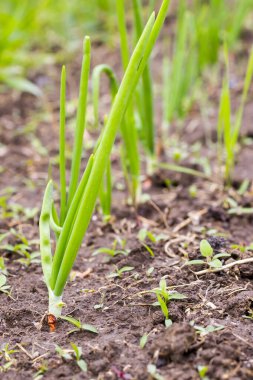Toprakta taze soğanlar yetişiyor.
