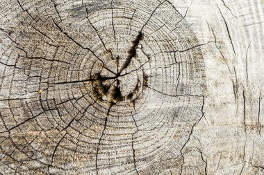 Ağaç kabuğunun doğal arkaplan olarak kullanımı