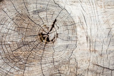 Ağaç kabuğunun doğal arkaplan olarak kullanımı