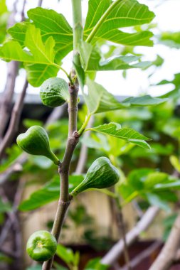 Ağaçtaki yeşil yapraklı taze incirlere bakın..