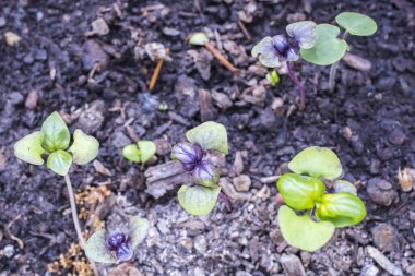 İlkbaharda yerde taze filizler