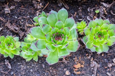 Sempervivum Tectorum. Saxifraga. Çatı katı.