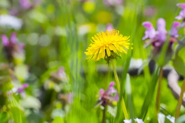 Дикие Пчелы Опыляют Желтые Одуванчики Зеленом Лугу Весной Сельском Саду — стоковое фото