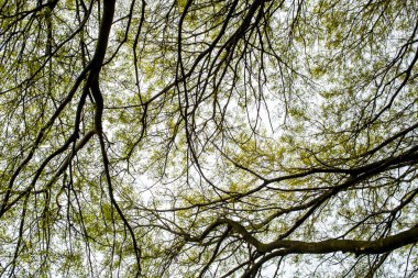 Baharda ayrıntılı ağaç dalları