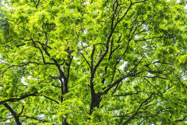 Mayıs ayında açık havada ağaç taç yapraklar ve güneş ışığı portre.