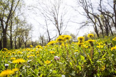 Yeşil alanda sarı karahindibalar