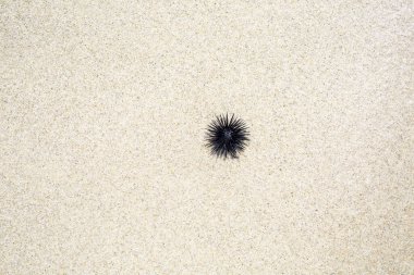 Kumsalda siyah orchin