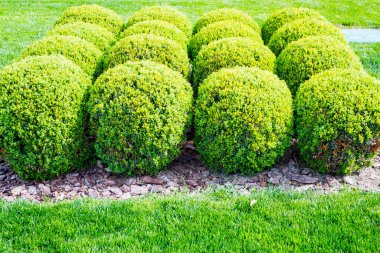 Top şeklinde dekoratif yeşil çalı
