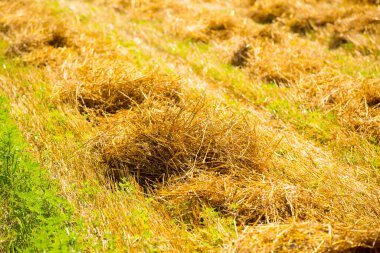 Kuru ot alan mera günbatımı güneş ışığı altında filtre,