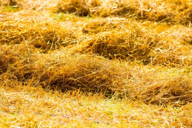 Kuru ot alan mera günbatımı güneş ışığı altında filtre,