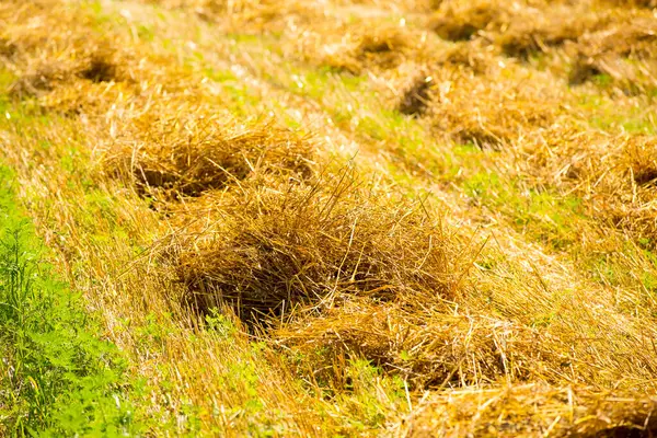 Kuru ot alan mera günbatımı güneş ışığı altında filtre,