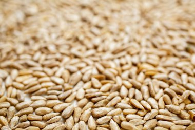 Taze ayçekirdeği arkaplan dokusu