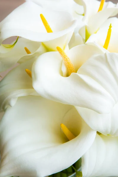 Calla Lilies Close — Stock Photo, Image