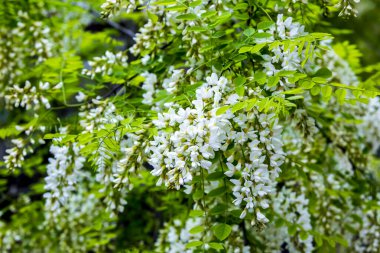 Baharda açan bir ağacın beyaz çiçekleri