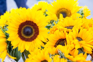 buket sarı ayçiçeği