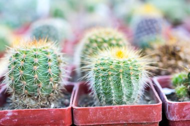 Yaz tarzında kaktüsler grubu, şirin mini kaktüsler. 
