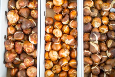 Çeşitli türde lale çiçeği ampulleri.