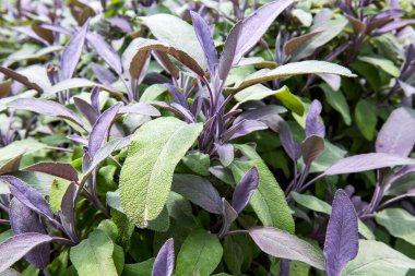 Güneşli arkaplanda adaçayı yaprakları