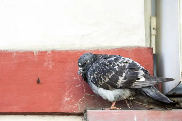Pigeon Malade Extérieur — Photo