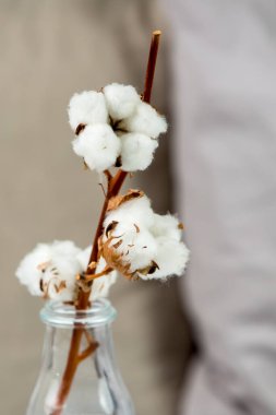 Vazoya sarılmış pamuk çiçeği..