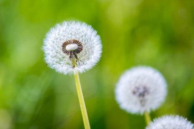 Çayır üzerinde birden fazla karahindiba 