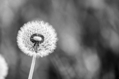 Çayır üzerinde birden fazla karahindiba