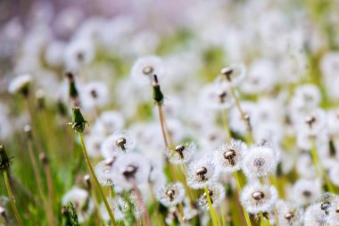 Çayır üzerinde birden fazla karahindiba 
