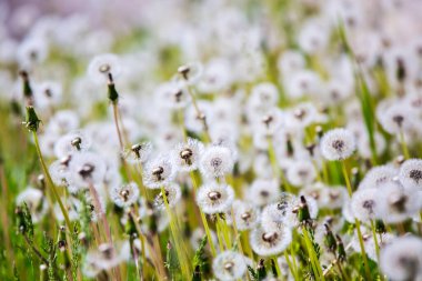 Çayır üzerinde birden fazla karahindiba 