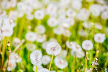 Çayır üzerinde birden fazla karahindiba 