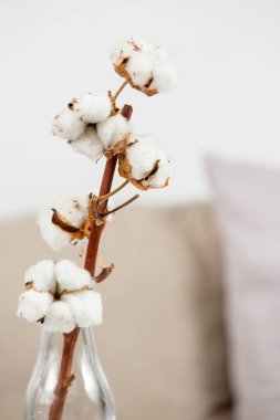 Vazoya sarılmış pamuk çiçeği..