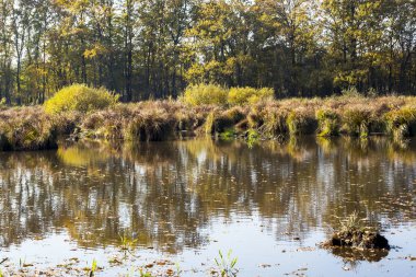 Manzaranın doğası: Sonbaharda nehir ve ormanlar - sudaki ağacın yansıması
