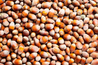 Fındıkların çoğulculuğunun arka planı