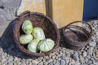 Hasır sepette taze taze taze yeşil lahanalar.