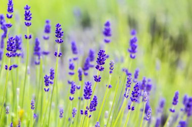 Lavanta çiçekleri yeşil alanı