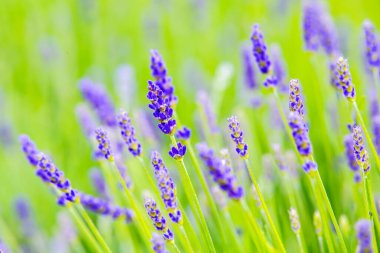 Lavanta çiçekleri yeşil alanı