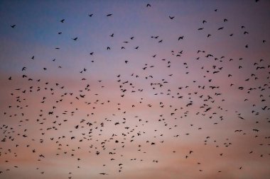 gün batımında gökyüzünde birçok kuş